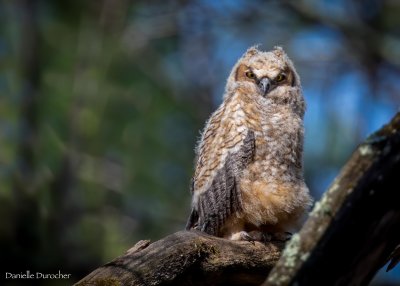Great-horned owlet
