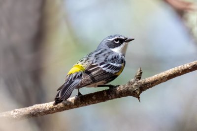 Yellow-rumped Warbler