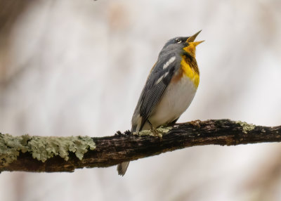 Northern Parula