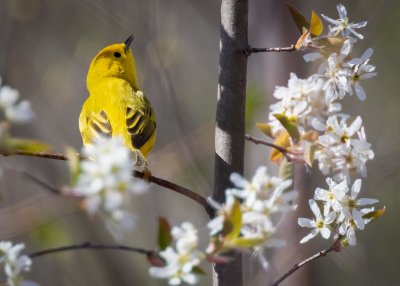 Yellow Warbler