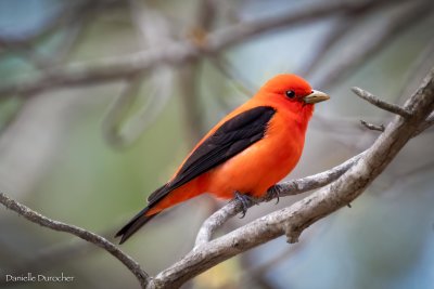 Scarlet Tanager