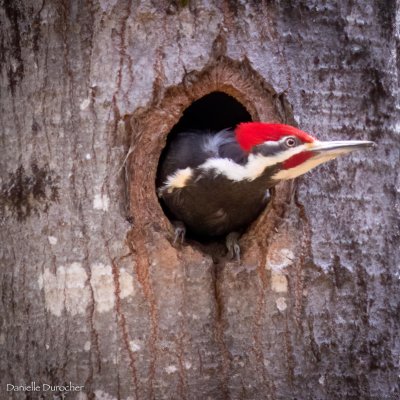 Pileated Woodpecker