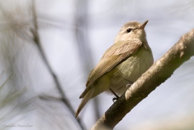 Warbling Vireo