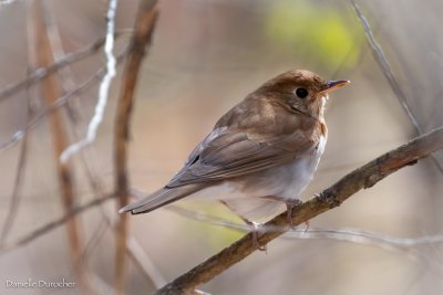 Veery