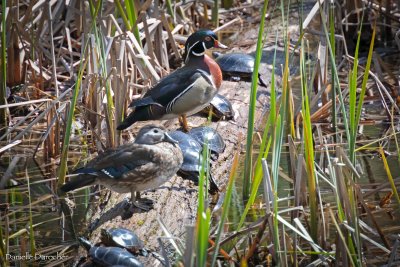Wood Ducks with turtles