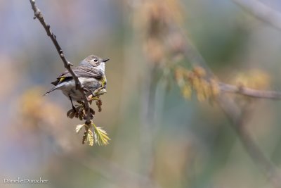 Yellow-rumped warbler