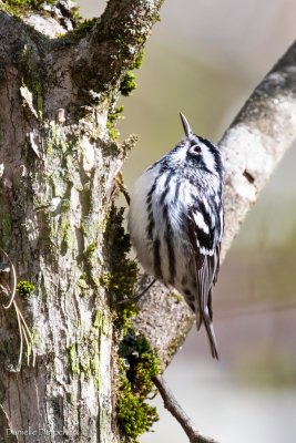 Black-and-white warbler