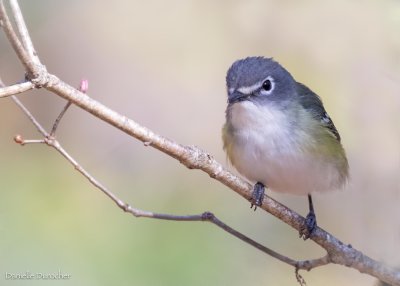 Blue-headed Vireo