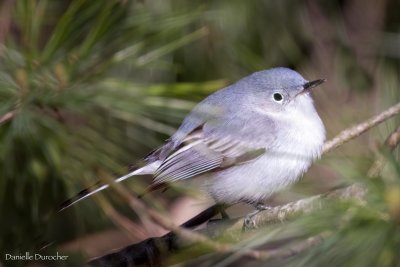Blue-gray gnatcatcher