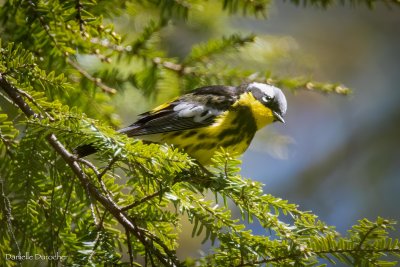Magnolia Warbler