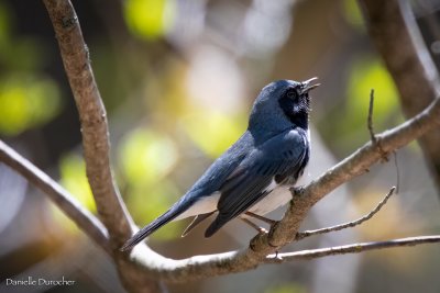 Black-throated Blue Warbler