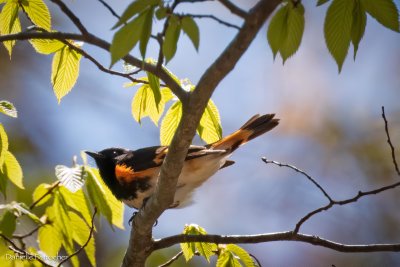 American Redstart