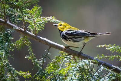 Black-throated Green Warbler