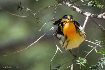 Blackburnian Warbler