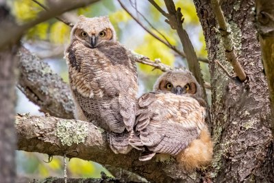 Great-horned Owlets