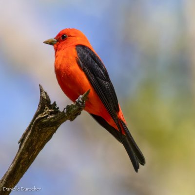 Scarlet Tanager