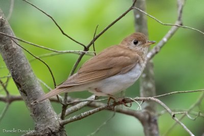Veery