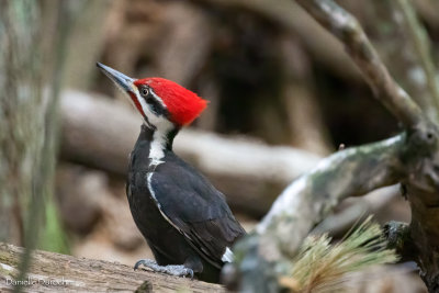 Pileated Woodpecker m