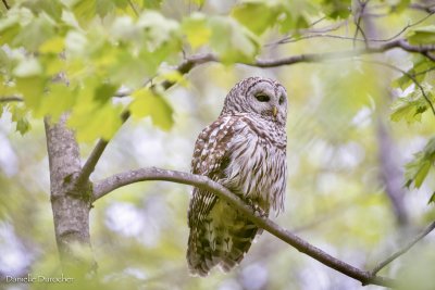 Barred Owl