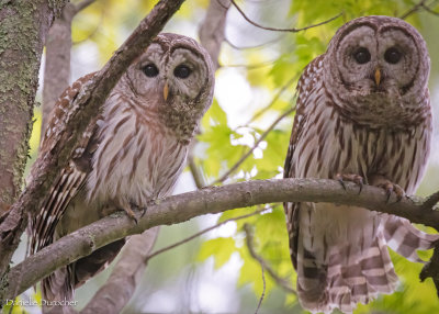 Barred Owls