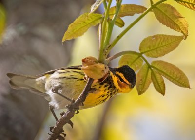 Cape May Warbler