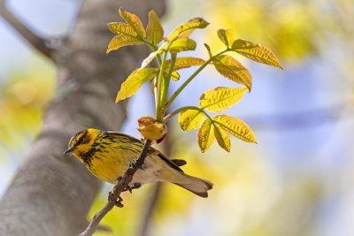 Cape May Warbler