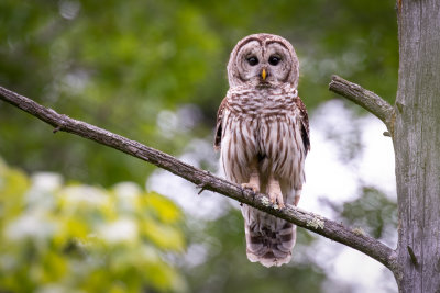 Barred Owl