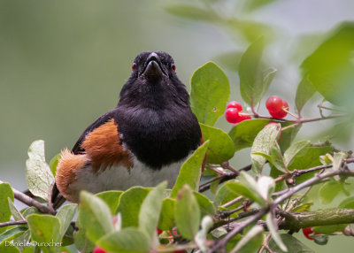 Eastern Towhee