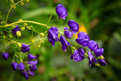 _MG_8393-Edit.jpg