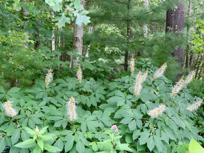 Bottlebrush Buckeye