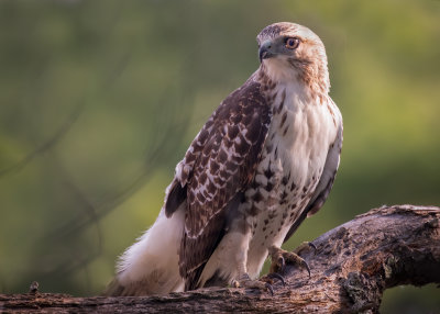 Red-tailed Hawk