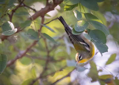 Northern Parula