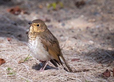 Swainsons thrush