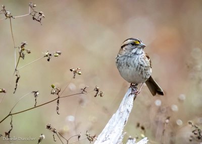 White-throated Sparrow