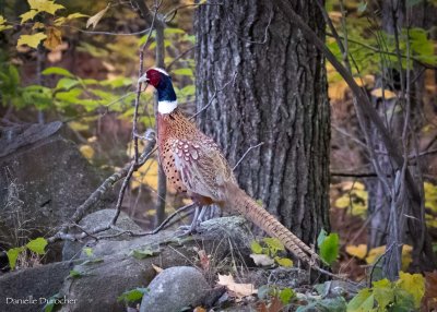 Ring-necked Pheasant