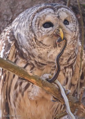 Barred Owl with Garter snake