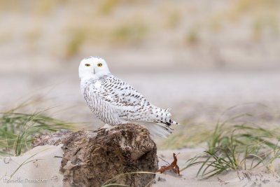 Snowy Owl