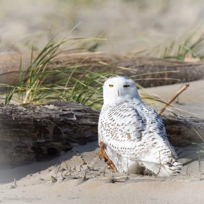 Snowy Owl