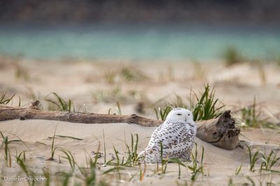 Snowy Owl