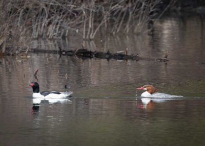 Common Mergansers