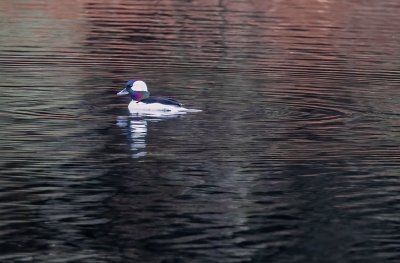 Bufflehead