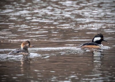 Hooded Mergansers