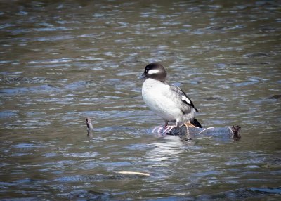 Bufflehead hen