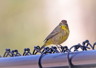 Palm Warbler