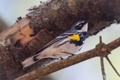 Yellow-rumped Warbler