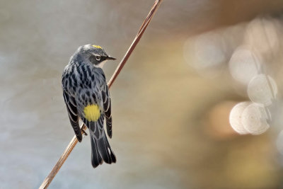 Yellow-rumped Warbler