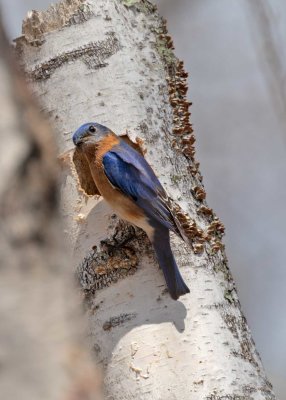 Eastern Bluebird