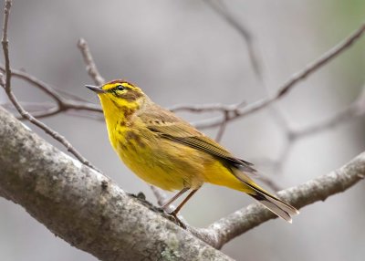 Palm Warbler