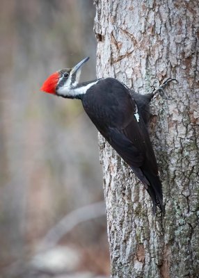 Pileated Woodpecker