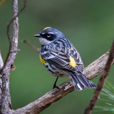 Yellow-rumped Warbler